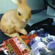 Mangaka - TONOGAI Yoshiki