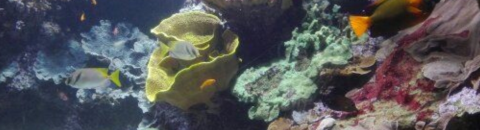 Krakene