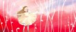 actualité manga - news illustration