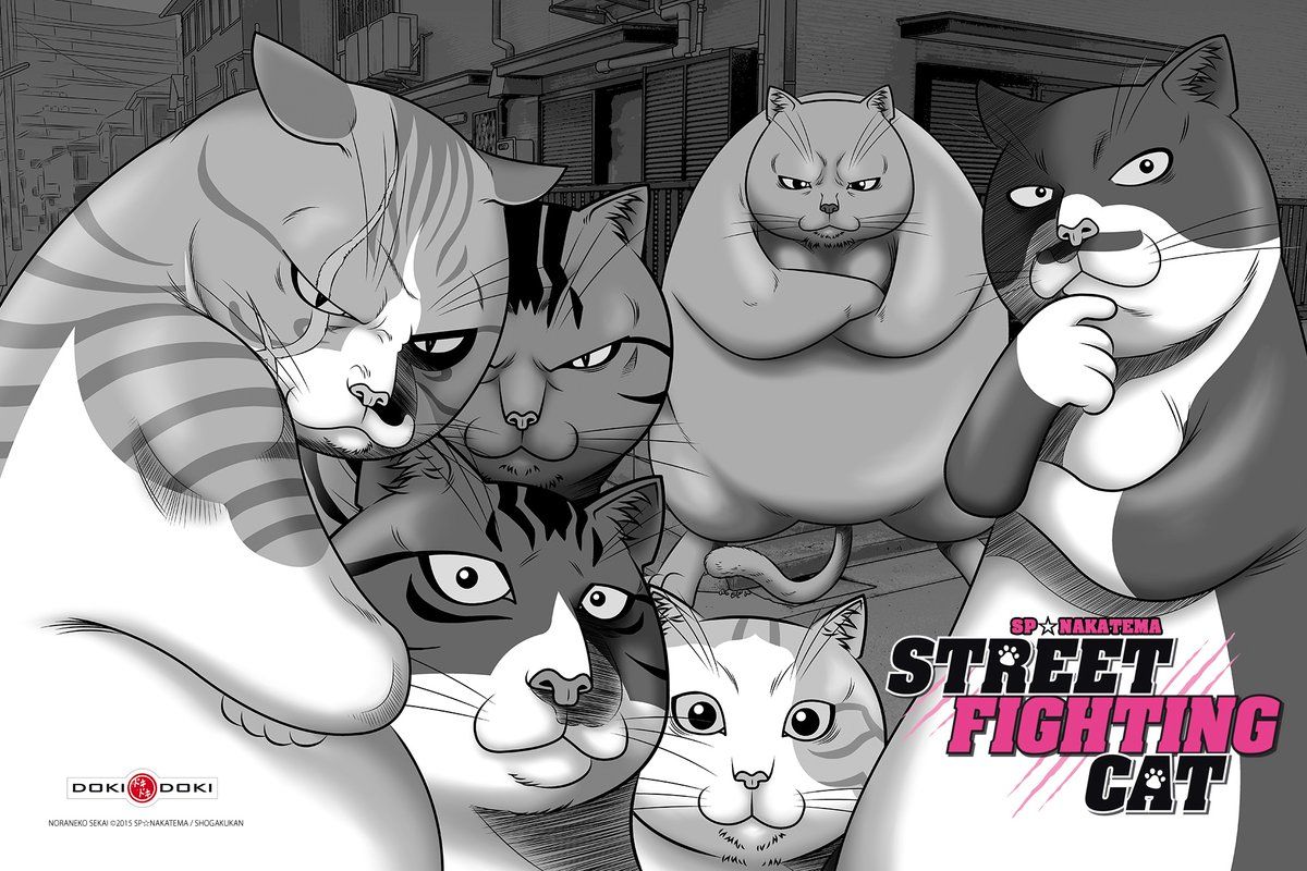 Fond ecran street fighting cat 4