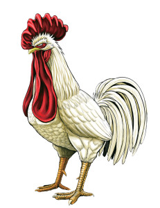 Rooster_Fighter visual 1